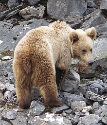 Cantabrican Brown Bear - Ursus arctos © Teresa Farino